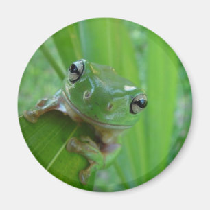 Frosch-Magnet Magnet
