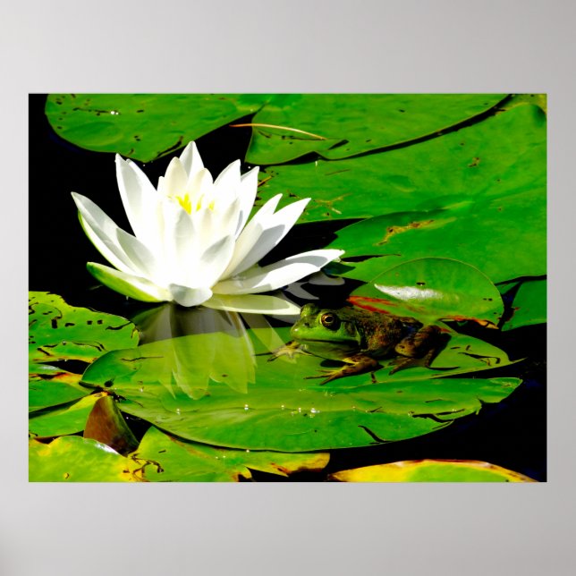 Frosch mit Wasser Lippenreflexion Poster (Vorne)