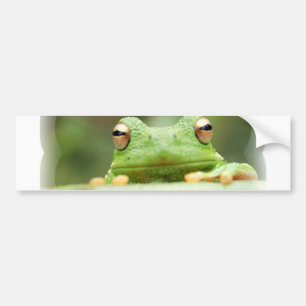 Frosch mustert Autoaufkleber