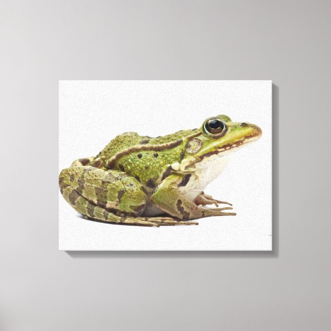 Frosch oder genießbarer Frosch Leinwanddruck (Vorderseite)