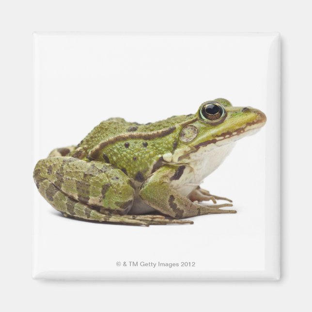 Frosch oder genießbarer Frosch Magnet (Vorne)
