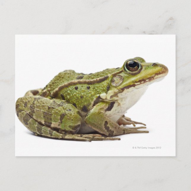 Frosch oder genießbarer Frosch Postkarte (Vorderseite)