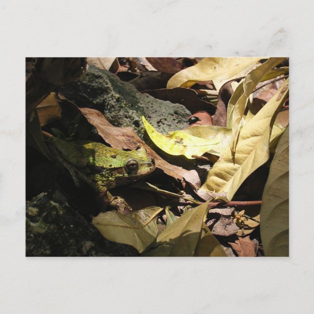 Frosch Postkarte (Vorderseite)