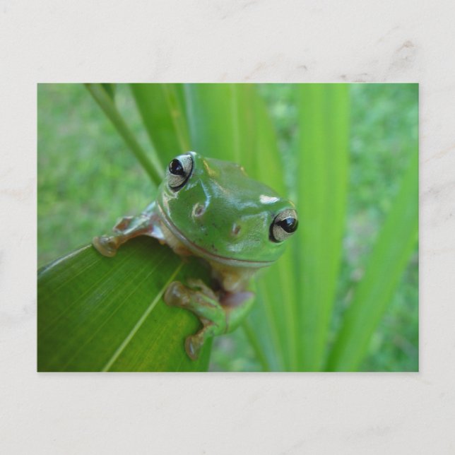 Frosch Postkarte (Vorderseite)