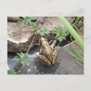 Frosch Postkarte
