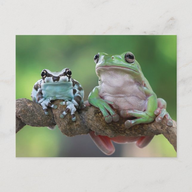 Frosch Postkarte (Vorderseite)