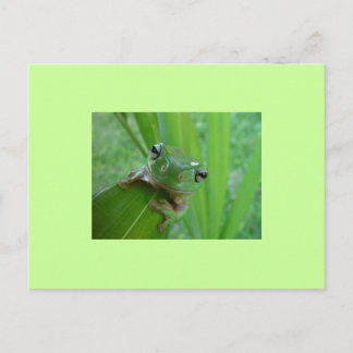 Frosch Postkarte