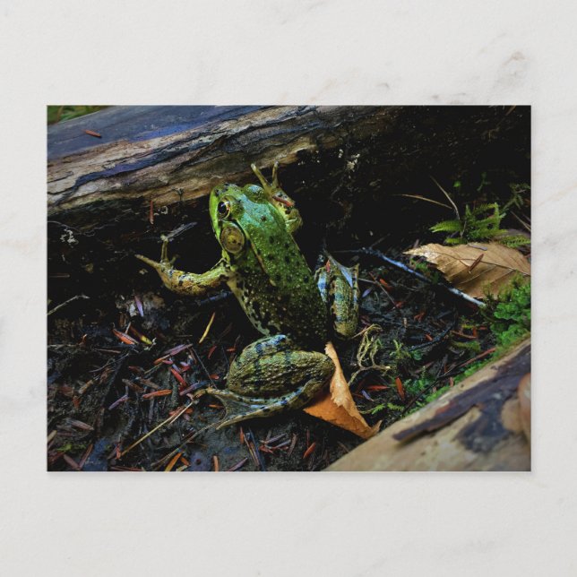 Frosch Postkarte (Vorderseite)
