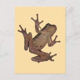 Frosch Postkarte