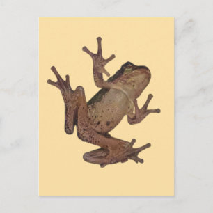 Frosch Postkarte