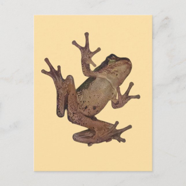 Frosch Postkarte (Vorderseite)