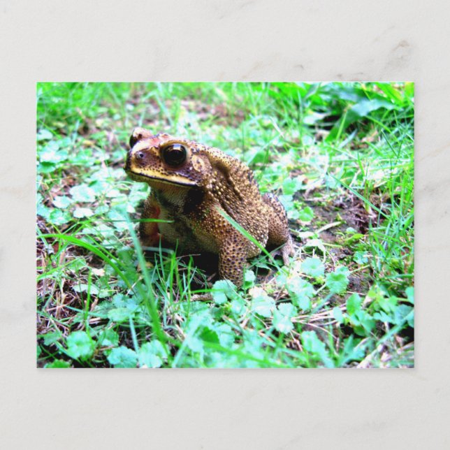 Frosch Postkarte (Vorderseite)