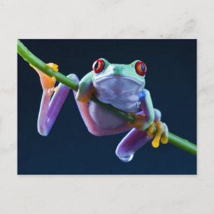 Frosch Postkarte