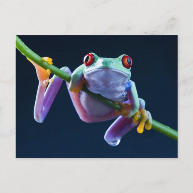 Frosch Postkarte (Vorderseite)