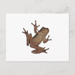 Frosch Postkarte
