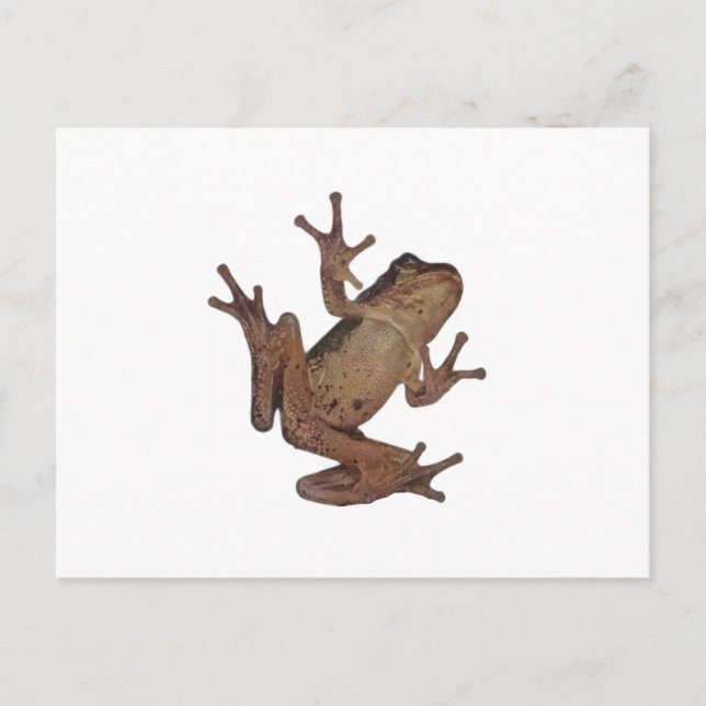 Frosch Postkarte (Vorderseite)