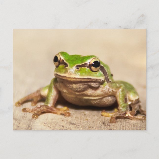 FROSCH POSTKARTE (Vorderseite)