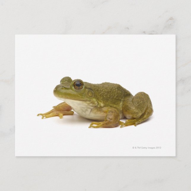 Frosch Postkarte (Vorderseite)