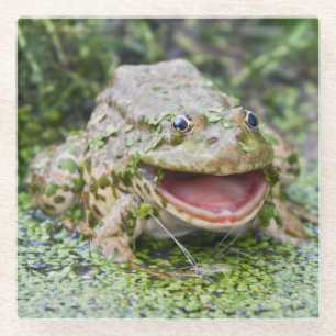 Frosch Prince Glass Untersetzer