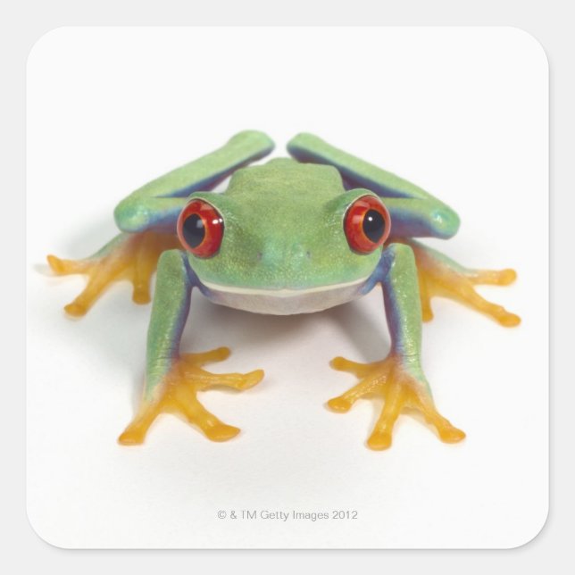Frosch Quadratischer Aufkleber (Vorderseite)