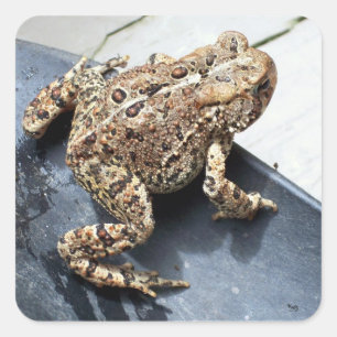 Frosch Quadratischer Aufkleber