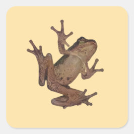 Frosch Quadratischer Aufkleber