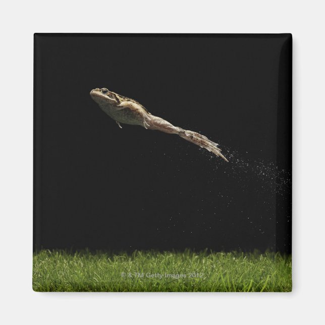 Frosch sprang von frisch grünem Gras Magnet (Vorne)