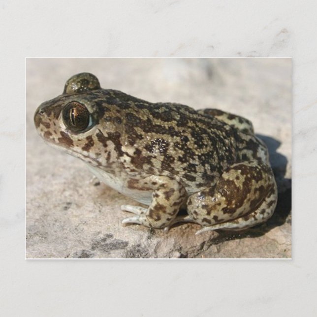 Frosch / Toad Postkarte (Vorderseite)
