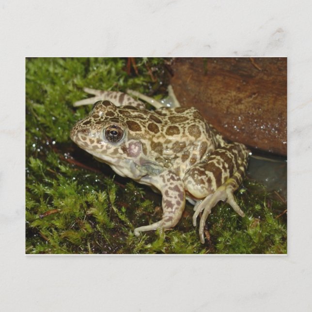 Frosch / Toad Postkarte (Vorderseite)