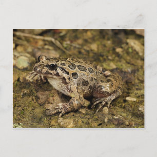 Frosch / Toad Postkarte