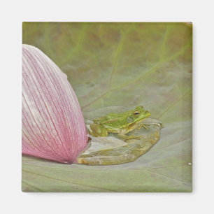 Frosch und Lotusblütenblatt, China, Magnet