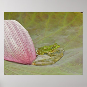 Frosch und Lotusblütenblatt, China, Poster