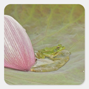 Frosch und Lotusblütenblatt, China, Quadratischer Aufkleber