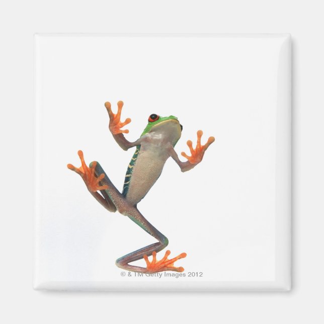 Froschbauch Magnet (Vorne)