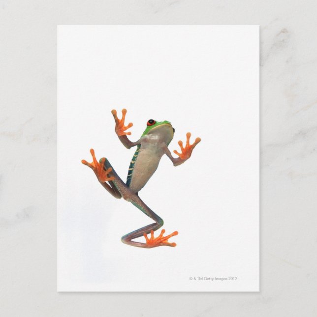Froschbauch Postkarte (Vorderseite)