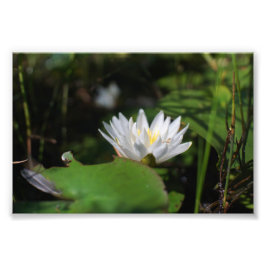 Froschblick auf die Lilie Fotodruck