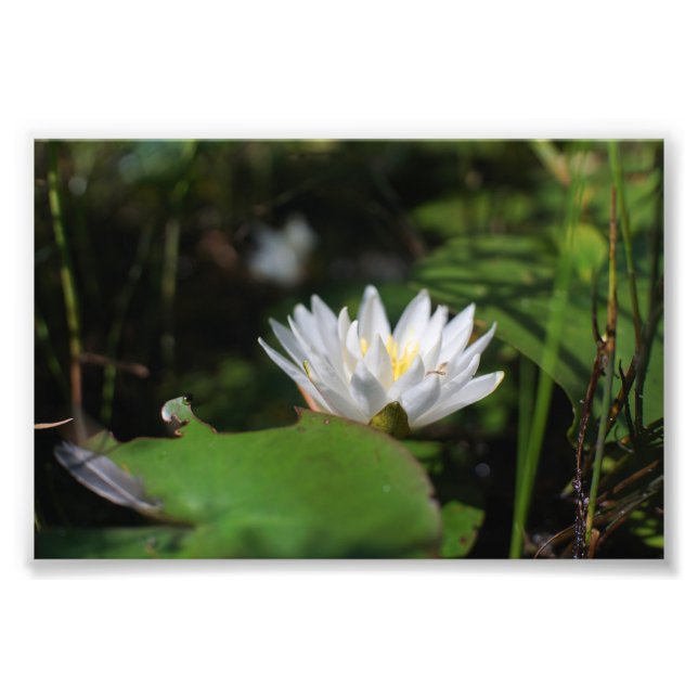 Froschblick auf die Lilie Fotodruck (Vorne)