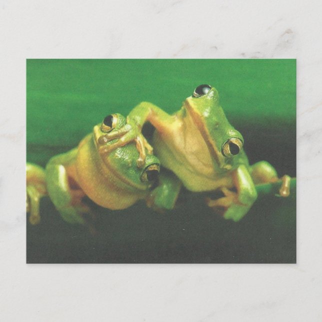 Froschbrüder-Postkarte Postkarte (Vorderseite)