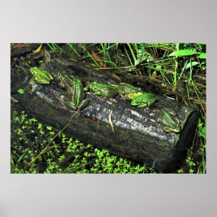 Frösche im Log Poster