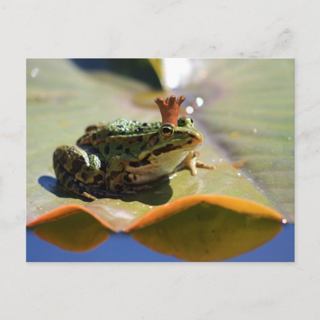 Froschkönig Postkarte (Vorderseite)