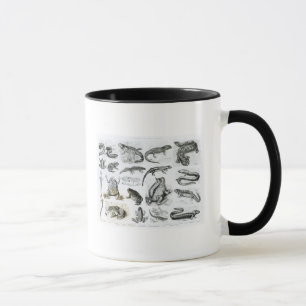 Froschlurche und andere Amphibien Tasse