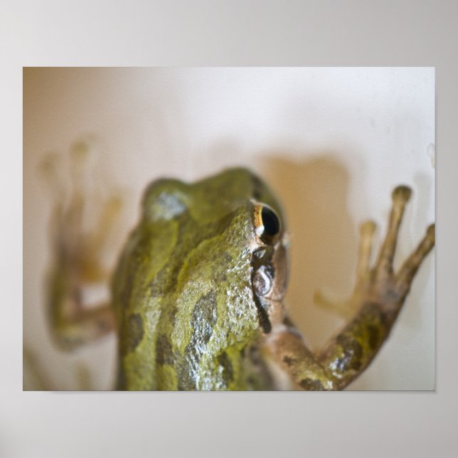 Froschposter 2 poster (Vorne)