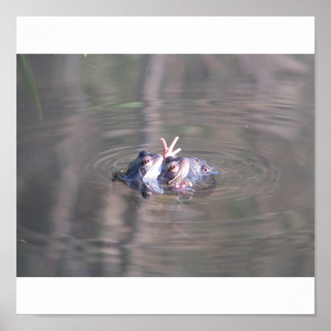 Froschposter Poster (Vorne)