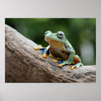 Froschposter