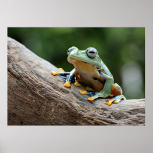 Froschposter Poster