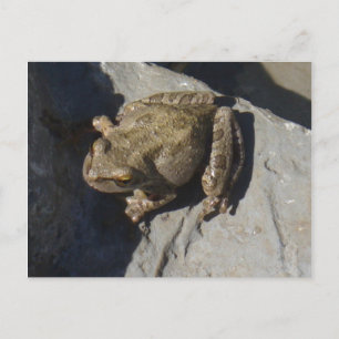 Froschpostkarte Postkarte
