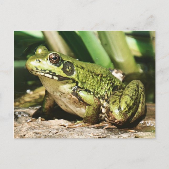 Froschpostkarte Postkarte (Vorderseite)