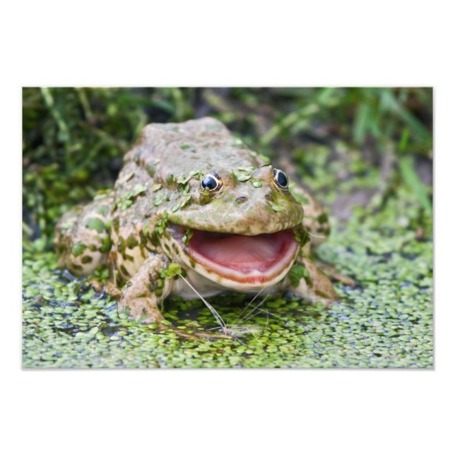 Froschprinz Druck (Vorne)
