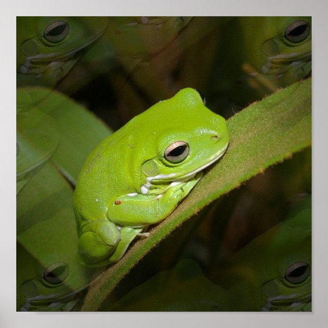 Froschreflektionen drucken poster (Vorne)