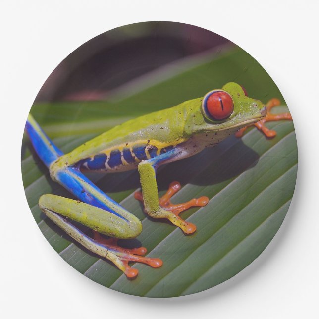 Froschrei-Foto Pappteller (Vorderseite)